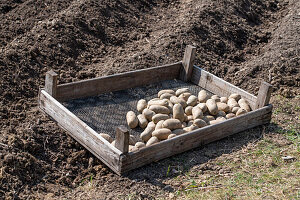 Kartoffeln (Solanum tuberosum) legen mit Blumenzwiebelstecher, Tablett mit Knollen auf umgepflügtem Feld