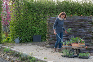 Frau beim Einpflanzen von Blatt-Mangold 'Bright Lights' (Beta vulgaris), Erdbeeren, Winterzwiebel (Allium fistulosum), Duft-Wicke (Lathyrus odoratus) und Knollenfenchel 'Selma' mit Schubkarren