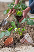 early strawberry; 'Elvira'; and garlic are good neighbors