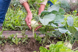 Kohlrabi, Mehlige Kohlblattlaus auf Kohlrabiblatt