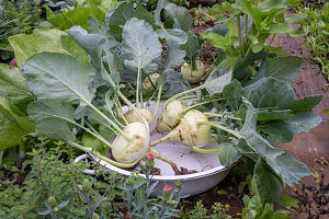 Ernte von Kohlrabi, Kohlköpfe in Schüssel, Mehlige Kohlblattlaus auf Kohlrabi