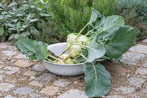 Kohlrabiköpfe in Schüssel, Mehlige Kohlblattlaus auf Kohlrabi