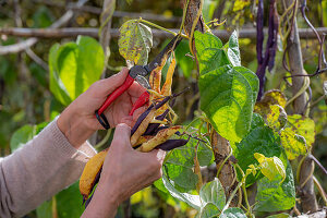 Harvesting the seeds of runner beans &#39;Neckargold'39; &#39;Brunhilde'39;