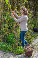 Harvesting the seeds of runner beans &#39;Neckargold'39; &#39;Brunhilde'39;