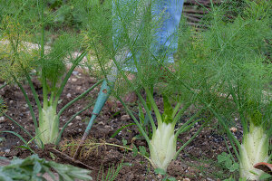 Chop a bed of bulbous fennel