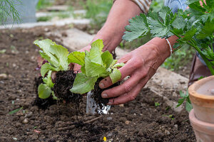 1. Planting in June