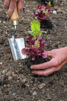 1st planting in June; iceberg lettuce; pick lettuce; 'Lollo rosso';