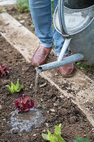 1st planting in June; iceberg lettuce; pick lettuce; 'Lollo rosso'; water