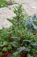 Chard &#39;Bright Lights'39; growing through