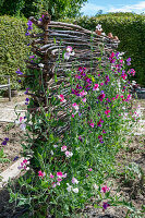 Duft-Wicke (Lathyrus odoratus) 'Matchmaker Rose' und 'Cranberry' im Garten an Rankhilfe aus Weidenzweigen