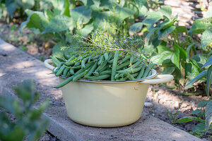 French beans