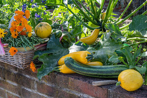 Erntedank, reife Zucchinifrüchte, Mangold auf Mauer und Ringelblumenstrauß im Korb