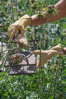 Mariendistel ernten, Köpfe mit Flugsamen abschneiden