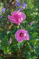 Funnel mallow; crested sage