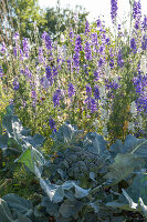 First harvest of broccoli, harvest just the head, then in six weeks you can harvest a second harvest of smaller florets