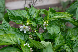 Blüte der Paprikapflanze (Capsicum) im Gemüsebeet