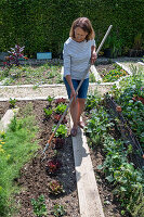 1. Planting in June; iceberg lettuce; pick lettuce; &#39;Lollo rosso'39;; loosen the soil,