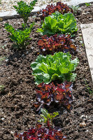 1st planting in June; iceberg lettuce; pick lettuce; &#39;Lollo rosso'39;;