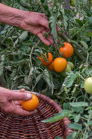 Tomatenpflanze 'Philamina' mit Früchten bei der Ernte