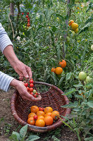 Tomatenpflanze 'Philamina' und 'Goldene Königin' mit Früchten bei der Ernte im Korb