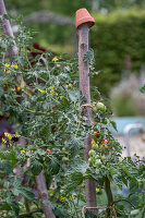 Tomatenpflanze 'Philamina' an Rankhilfe mit Früchten