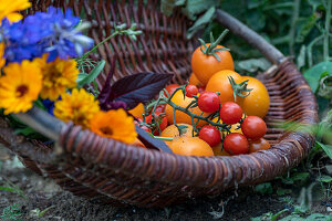 Ernte von Tomate 'Goldene Königin' und 'Philamina' im Korb mit  Feld-Rittersporn (Delphinium consolida) und Ringelblumen