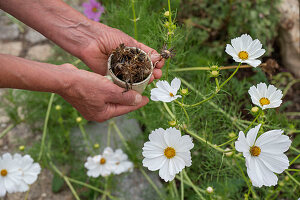 Schmuckkörbchen (Cosmos bipinnatus) von der Aussaat bis zur Samenernte