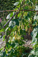 Stangenbohne (Phaseolus Vulgaris) 'Neckargold', reife Schoten an Bohnenpflanze