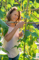 Stangenbohne (Phaseolus Vulgaris) 'Neckargold', Frau bei Ernte der Schoten