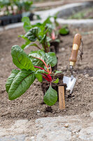 Mangold 'Bright Lights' (Beta Vulgaris), Jungpflanzen einpflanzen ins Beet