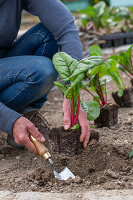 Mangold 'Bright Lights' (Beta Vulgaris), Jungpflanzen einpflanzen ins Beet