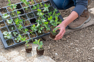 Duft-Wicken (Lathyrus odoratus) 'Matchmaker Rose', 'Cranberry', Jungpflanzen auf Tablett vor dem Einpflanzen ins Beet