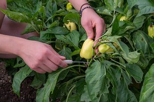 Ernte von Paprika, abschneiden der Schote an der Paprikapflanze (Capsicum)