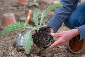 Young plants or seedlings of artichokes