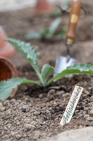 Young plants or seedlings of artichokes