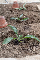 Young plants or seedlings of artichokes