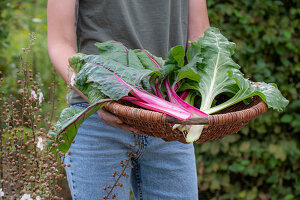 Chard; 'Bright Lights';