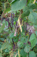 Stangenbohne 'Blauhilde' und 'Neckargold' (Phaseolus vulgaris), schwarze und gelbe Hülsen an der Pflanze