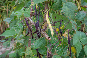 Stangenbohne 'Blauhilde' und 'Neckargold' (Phaseolus vulgaris), schwarze und gelbe Hülsen an der Pflanze