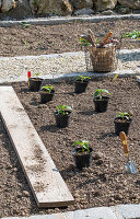 Einpflanzen von Paprika (Capsicum), Jungpflanzen in Töpfen auf dem Beet