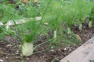 Knollenfenchel 'Selma' (Foeniculum Vulgare) im Gemüsebeet