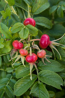 Rose hips for schnapps production
