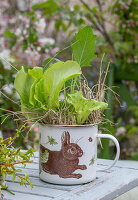 Gartensalat (Lactuca sativa), Blätter mit Stroh in Blechtasse mit Hasenfigur