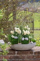 Narzissen 'Bridal Crown' (Narcissus) und Irisches Moos (Sagina Subulata) in Blumenschale mit Eiern auf der Terrasse