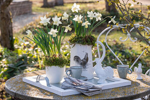 Narzissen 'Sail Boat' (Narcissus) mit Moos in Wasserkrug und Tasse gepflanzt auf gedecktem Tisch