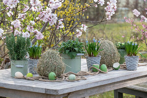 Grape hyacinth 'Mountain Lady' (Muscari), rosemary and sage in a pot and hay with Easter eggs in front of flowering branches