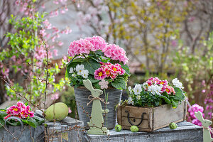 Hydrangeas (Hydrangea), horned violets (Viola Cornuta) and primroses (Primula) in a pot with Easter decorations on the patio