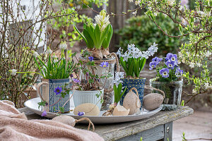 Hyazinthen (Hyacinthus), Kegelblume (Puschkinia), Windröschen (Anemone blanda), Traubenhyazinthe 'Alba' (Muskari) in Töpfen auf Terrassentisch mit Ostereiern