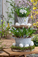 Grape hyacinth (Muscari) 'Mountain Lady', 'White Magic', in a pot decorated with hen's eggs and moss