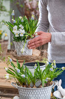 Grape hyacinth (Muscari) 'Mountain Lady', 'White Magic', in a pot